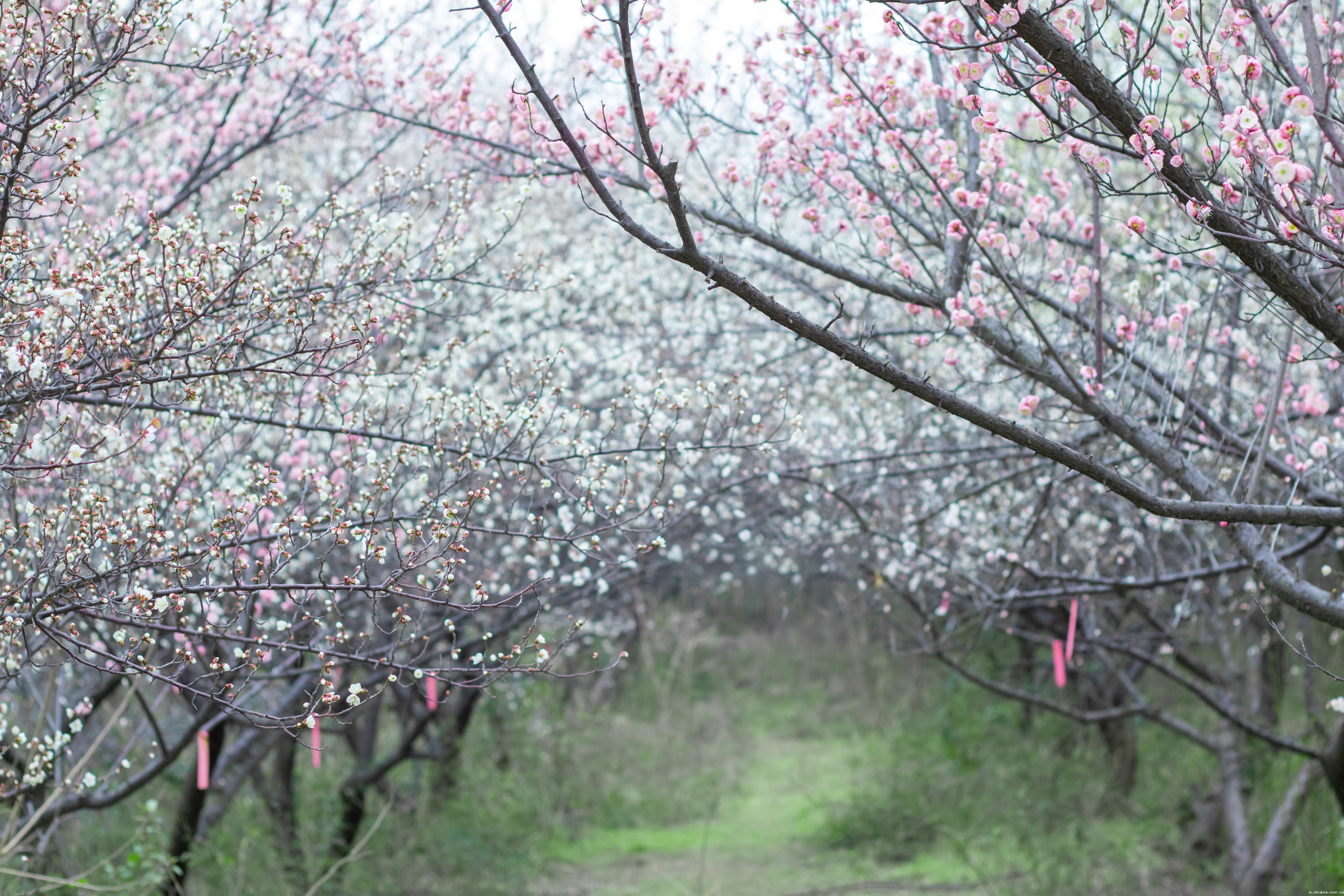 22 梅园盛(学通社记者 程希怡摄)