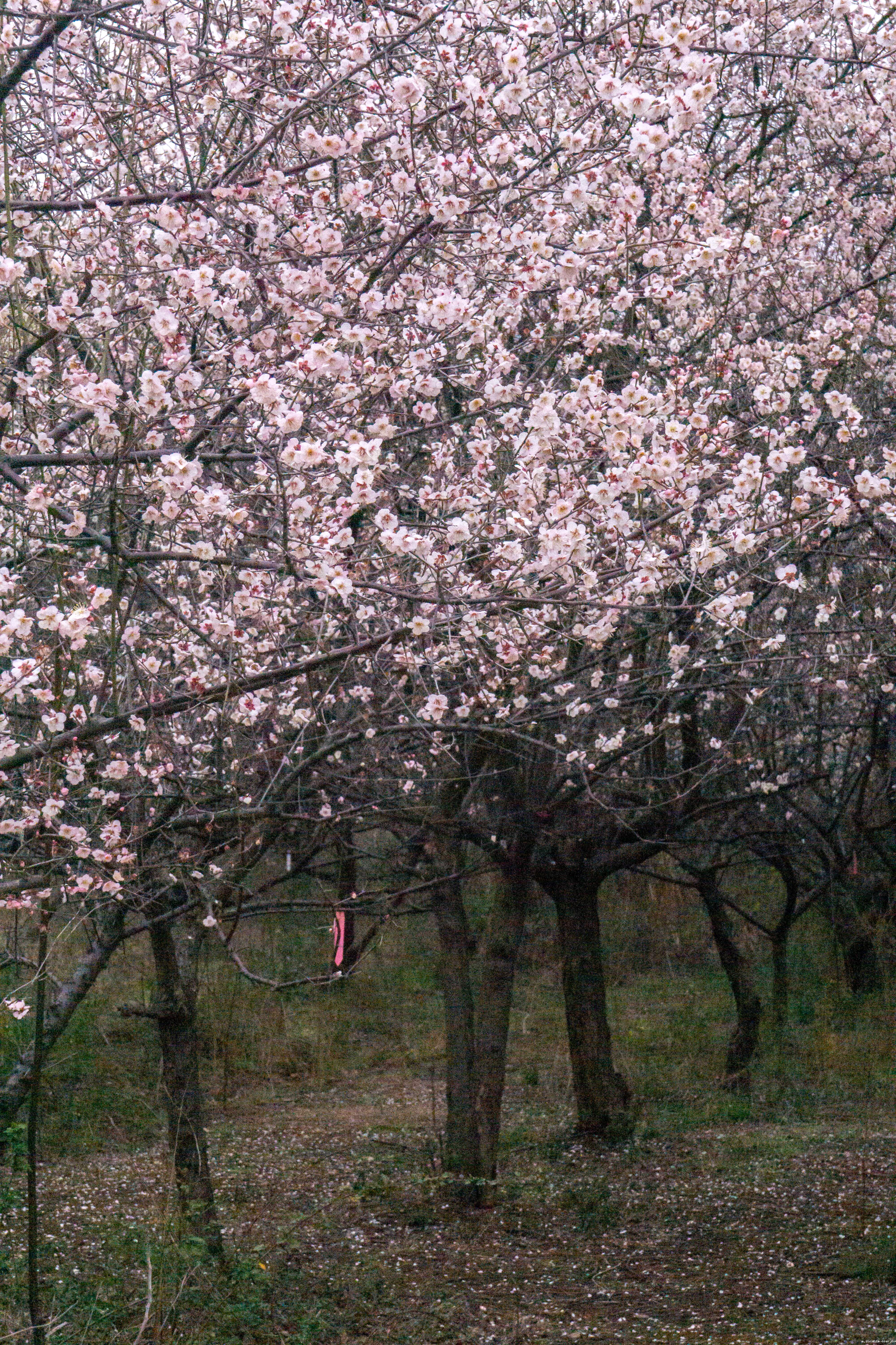 8 梅(学通社记者 杨宇婧 摄)